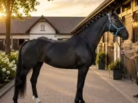 فرس, Dutch warmblood horse — الصورة 1