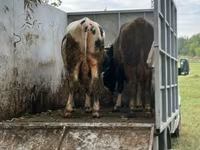 公牛, Cattle — 照片 2