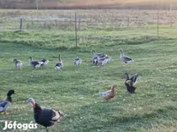 Geese — Foto 2