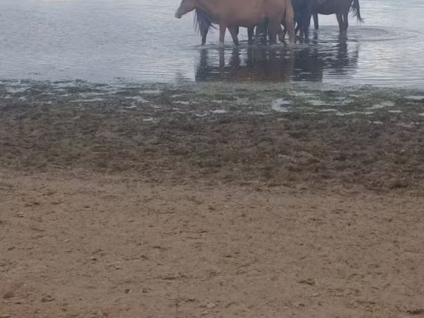 Stute, Kustanai horse