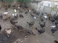 دجاجة سلوفينية مخططة — الصورة 3
