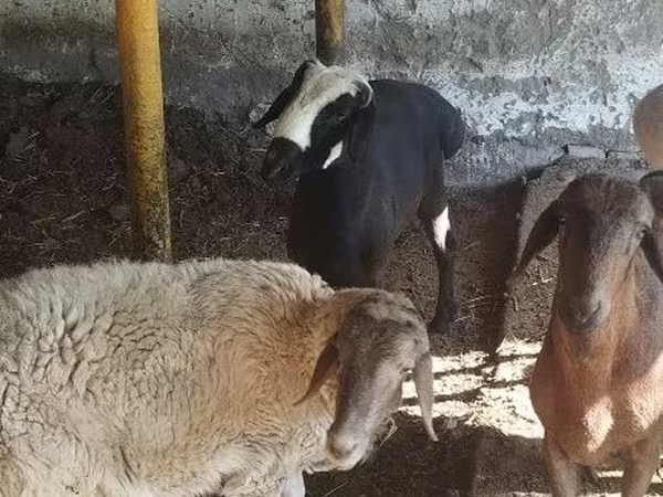 Sheep (batch, sex not specified), Sheep