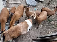 मेढ़ा, Cameroon sheep — फ़ोटो 2