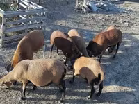 Beran, Cameroon sheep — foto 5