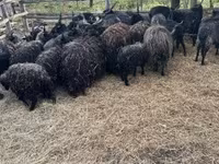 Sheep (batch, sex not specified), Sheep — photo 3