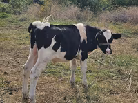 Býk, Russian Black pied cattle — foto 1