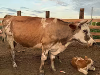 Vaca, Swiss cattle — foto 5