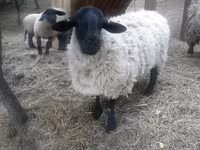 كبش, White Suffolk sheep — الصورة 1
