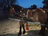 Horse (M), Horses — photo 5