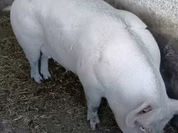 خنزيرة,  — هنغاريا