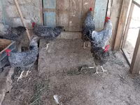 Gallina eslovena barrada — foto 4