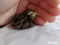 Quails — 照片 1