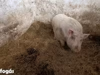 公猪, Вьетнамская вислобрюхая — 照片 3