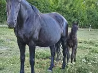 Mare, Horses — photo 2
