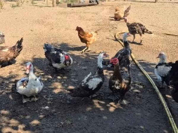 Ducks