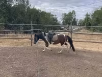 公马, Horses — 照片 2