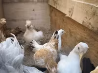 Chickens — الصورة 2