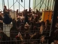 Chickens — الصورة 1