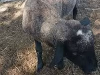 Kos, Tsigai sheep — 2. fotó