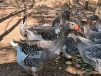 Geese — 6. fotó