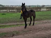 Hing, Friesian — 3. fotó
