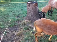 母羊, Cameroon sheep — 照片 2