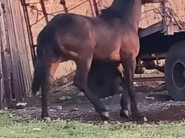 Pferde (Partie, Geschlecht nicht angegeben), Horse breed
