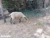 भेड़, White Suffolk sheep — फ़ोटो 6