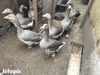 Geese — 7. fotó