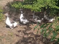 Geese — photo 5