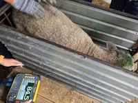 Ovelha, Kuibyshev sheep — foto 4