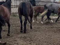 Cavalo, Kushum Horse — foto 3