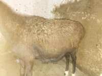 Owca, Owce — zdjęcie 1