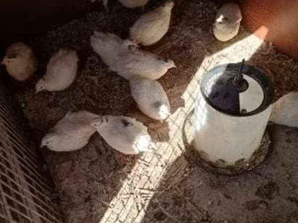 Quails — Ungarn