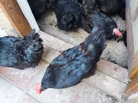 Australian Pit Game fowl — foto 3