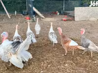 Turkeys — फ़ोटो 1