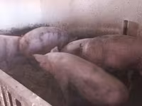 Pigs (batch, sex not specified), Крупная белая — photo 4