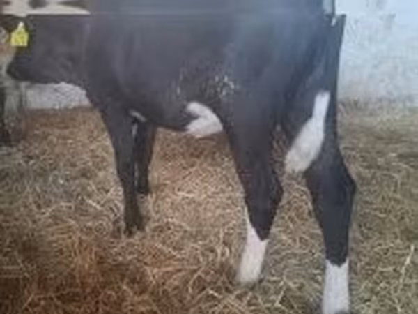 Vache, Race Holstein — Hongrie
