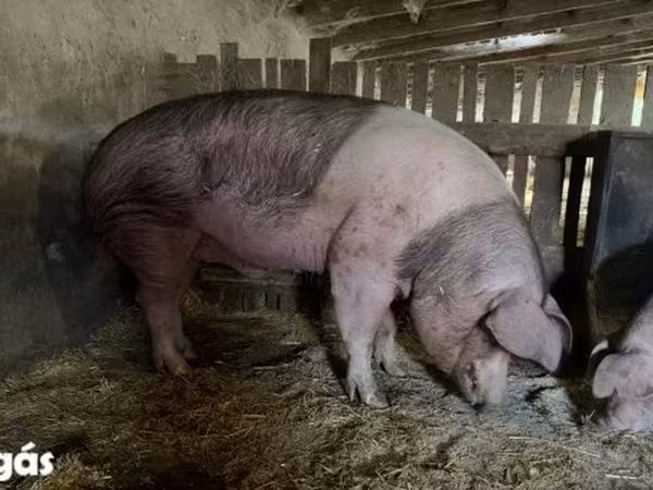 Boar, Pigs — Hungary
