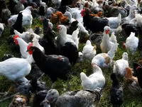 Chickens — 4. fotó