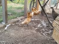 Chickens — foto 1