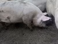 خنزيرة, Крупная белая — الصورة 1