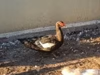 Ducks — फ़ोटो 1