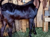 Ziegenbock, Kamori goats — Foto 1