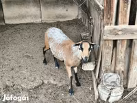 Kos, Cameroon sheep — 1. fotó