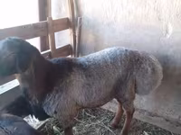 Kos, Juhok — 3. fotó