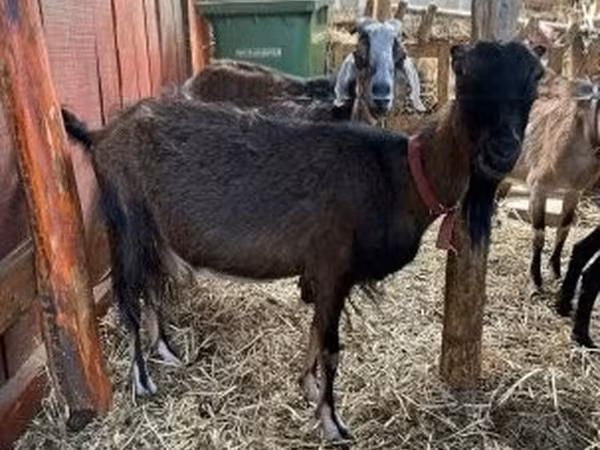 Koza, Nubian Goat — Maďarsko