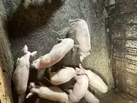 Süldőanya, Датский ландрас — 8. fotó