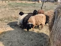 كبش, Tsigai sheep — الصورة 7