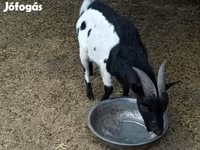 Bak, Nigerian dwarf goats — 2. fotó